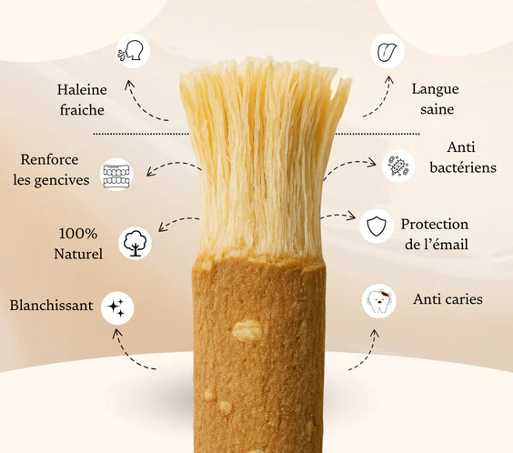 Dentifrice Miswak Original XXL